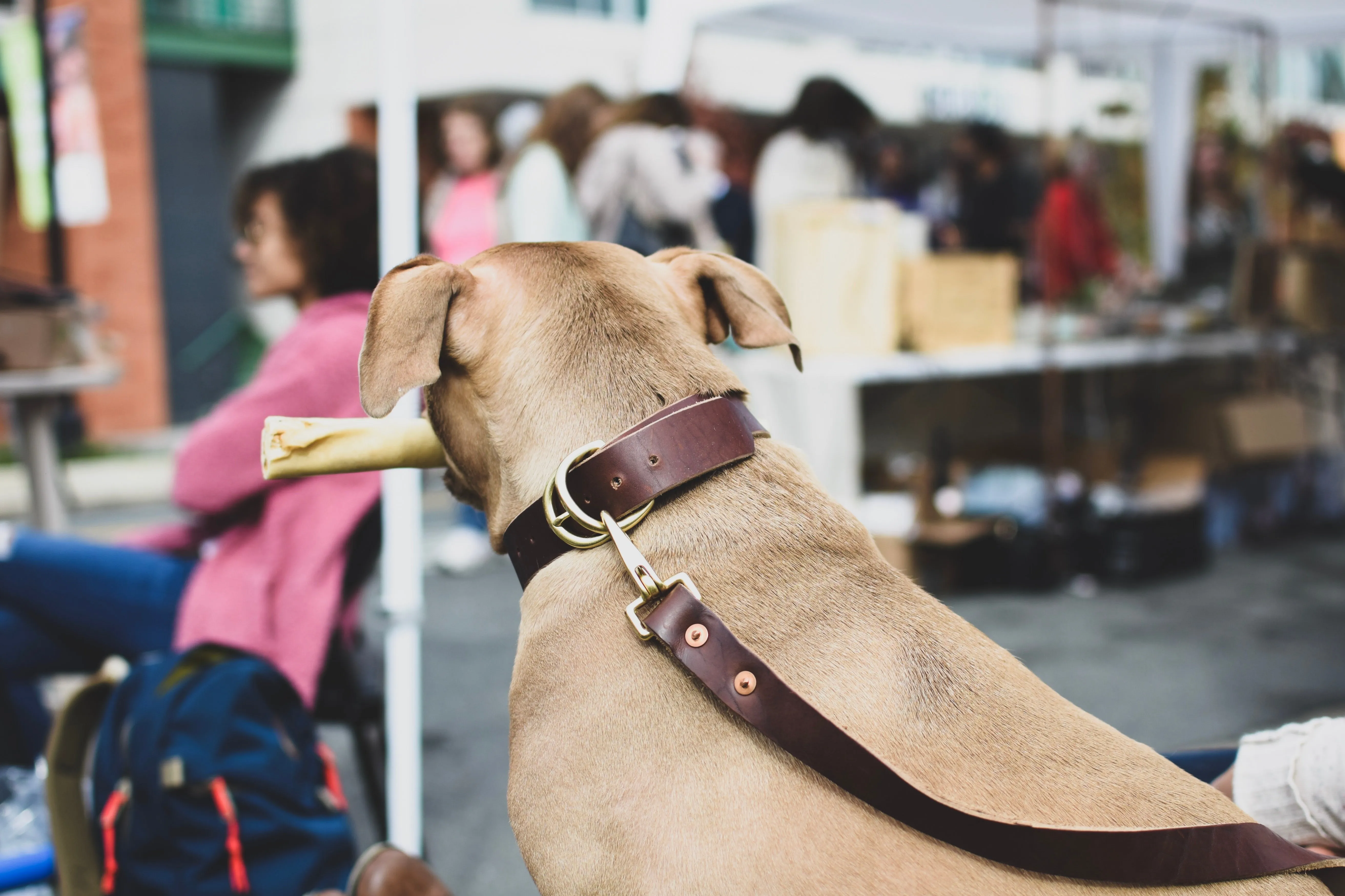 Beltline Leash - Brown