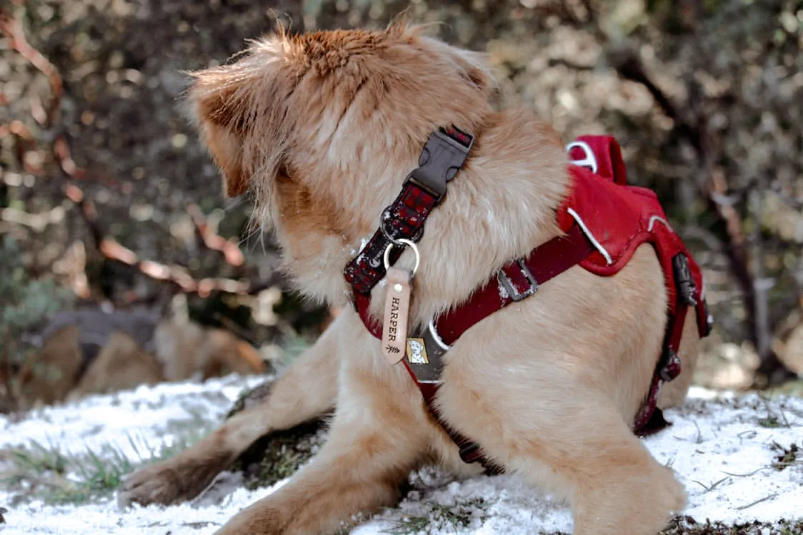 Leather Dog Tag or Keychain (Dark Tan)